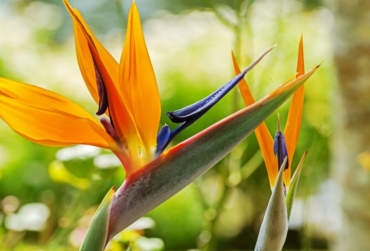 Strelitzia reginae - Bird of Paradise