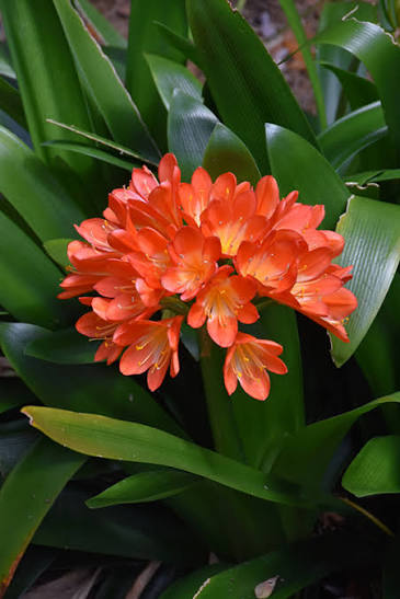 Clivia miniata - Bush Lily