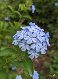 Plumbago auriculata - Cape Leadwort