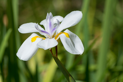 Dietes grandiflora - Large Wild Iris