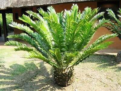 Encephalartos natalensis - Natal Cycad