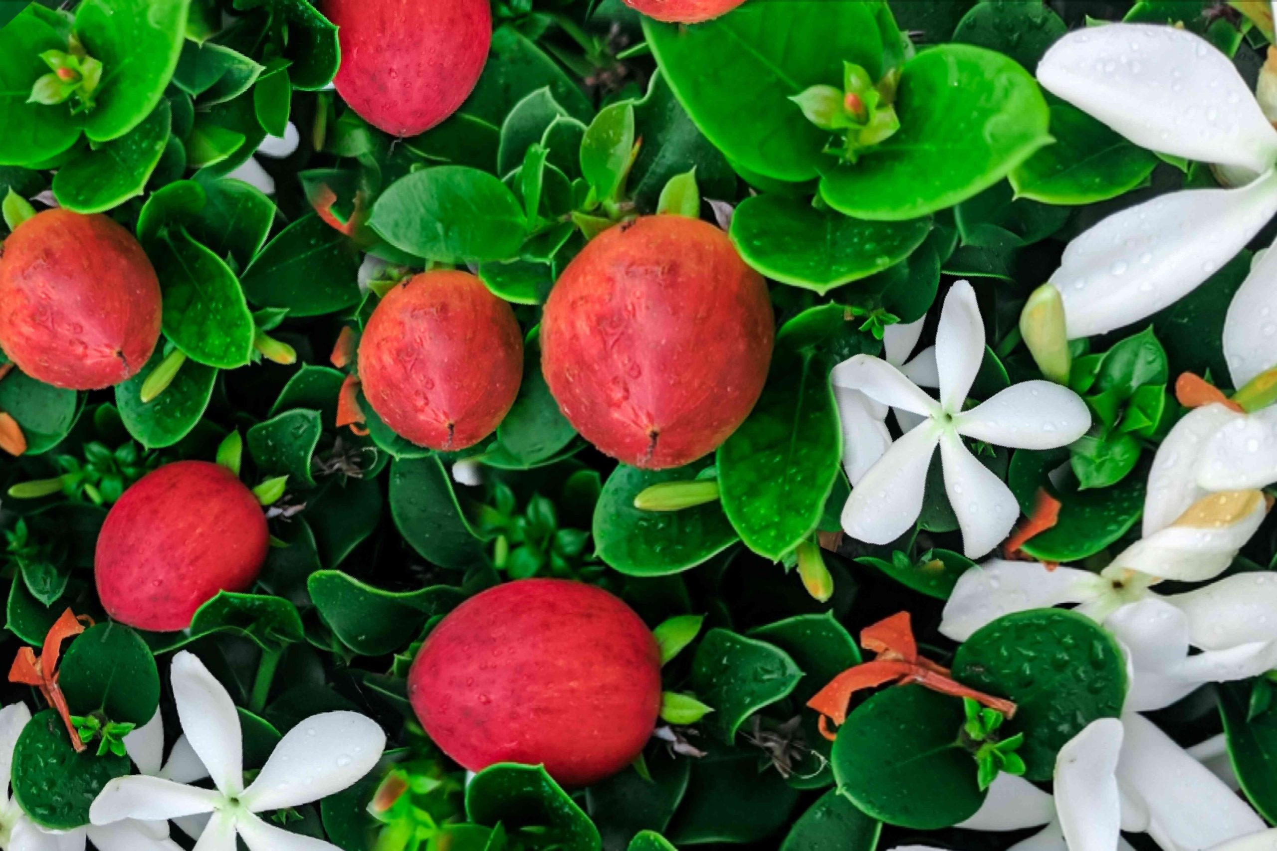Carissa macrocarpa - Natal Plum